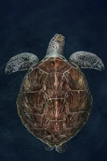 Juvenile Green turtle (Chelonia mydas) Armenime cove, South Tenerife, Canary Island Juvenile Green turtle (Chelonia mydas) Armenime cove, South Tenerife, Canary Island