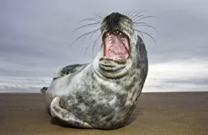 Images Dated 20th January 2008: Juvenile Grey Seal {Halichoerus grypus} yawning, Donna Nook, Lincolnshire, England