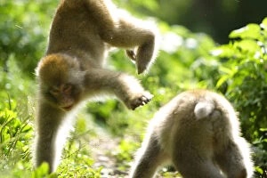 Juvenile Japanese macaques (Macaca fuscata) two years old, playing, Jigokudani, Joshinetsu Kogen NP
