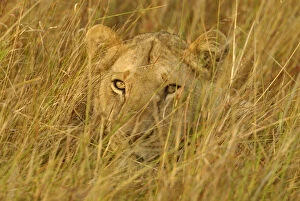 Images Dated 13th August 2003: Juvenile lion lying hidden in grass {Panthera leo} Masai Mara, Kenya