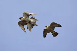 Images Dated 25th June 2012: Juvenile male Peregrine falcon (Falco peregrinus) in flight chasing his parent who
