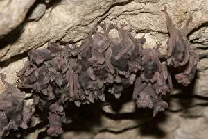 Juvenile Mehelys Horseshoe bat ( Rhinolophus mehelyi) roosting in a cave near Nikopol Juvenile Mehelys Horseshoe bat ( Rhinolophus mehelyi) roosting in a cave near Nikopol