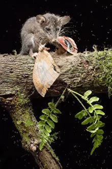 Didelphidae Gallery: Related Images Collection