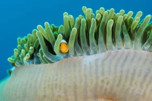 Juvenile Ocellaris / Common clownfish (Amphiprion ocellaris) looking out from its home in an anemone, Raja Ampat Juvenile Ocellaris / Common clownfish (Amphiprion ocellaris) looking out from its home in an anemone, Raja Ampat