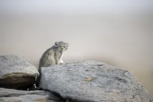 Juvenile Pallas cat (Otocolobus manul) outside den, Mongolia, June Juvenile Pallas cat (Otocolobus manul) outside den, Mongolia, June