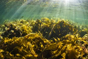 Juvenile Pollock (Pollachius virens) school within the protective fronds of kelp near Juvenile Pollock (Pollachius virens) school within the protective fronds of kelp near