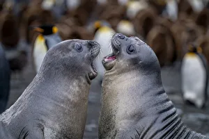 Juvenile Southern elephant seals (Mirounga leonina) practice fighting near a King penguin (Aptenodytes patagonicus) Juvenile Southern elephant seals (Mirounga leonina) practice fighting near a King penguin (Aptenodytes patagonicus)
