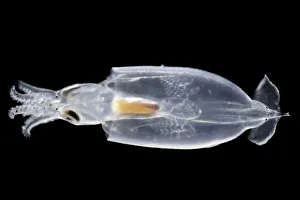 Juvenile Squid (Onychoteuthis sp.) deep sea species from Atlantic Ocean off Cape Verde Juvenile Squid (Onychoteuthis sp.) deep sea species from Atlantic Ocean off Cape Verde