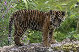 Juvenile Sumatran tiger (Panthera tigris sumatrae), aged four months, captive Juvenile Sumatran tiger (Panthera tigris sumatrae), aged four months, captive