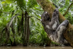 Juvenile of Three-Toed Sloth (Bradypus variegatus) hanging on a tree. Yasuni National Park Juvenile of Three-Toed Sloth (Bradypus variegatus) hanging on a tree. Yasuni National Park