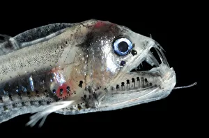 Juvenile Viperfish {Chauliodus sloani}, Atlantic ocean Juvenile Viperfish {Chauliodus sloani}, Atlantic ocean
