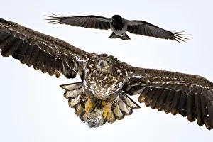 Juvenile White tailed eagle (Haliaeetus albicilla)in flight, with Hooded crow (Corvus Juvenile White tailed eagle (Haliaeetus albicilla)in flight, with Hooded crow (Corvus