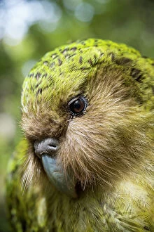 South Island Gallery: Kakapo (Strigops habroptilus) close up showing sensory facial feathers, Codfish Island