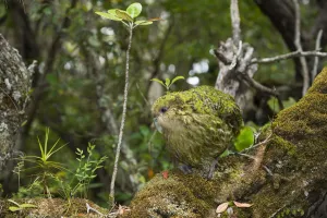 Kakapo (Strigops habroptilus) male, Codfish Island / Whenua Hou, Southland, New Zealand Kakapo (Strigops habroptilus) male, Codfish Island / Whenua Hou, Southland, New Zealand