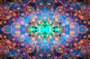 Kaleidoscopic image of Bubble tip anemone (Entacmaea quadricolor). Raja Ampat, West Papua Kaleidoscopic image of Bubble tip anemone (Entacmaea quadricolor). Raja Ampat, West Papua