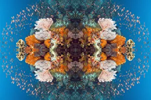 Kaleidoscopic image of Coral reef scenery with gorgonian, soft corals and Lyretail anthias Kaleidoscopic image of Coral reef scenery with gorgonian, soft corals and Lyretail anthias
