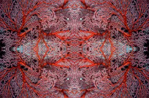 Kaleidoscopic image of gorgonian coral. Misool, Raja Ampat, West Papua, Indonesia Kaleidoscopic image of gorgonian coral. Misool, Raja Ampat, West Papua, Indonesia