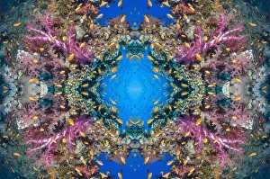 Kaleidoscopic image of soft coral (Dendronephthya sp Kaleidoscopic image of soft coral (Dendronephthya sp