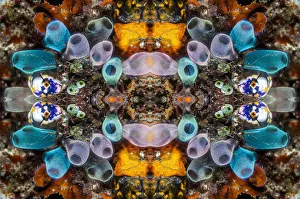 Kaleidoscopic image of Tunicates including Golden seasquirt (Polycarpa aurata) Lembeh Strait Kaleidoscopic image of Tunicates including Golden seasquirt (Polycarpa aurata) Lembeh Strait