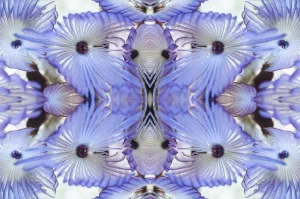 Kaleidoscopic image of Variegated feather duster (Bispira variegata), Sabellidae Kaleidoscopic image of Variegated feather duster (Bispira variegata), Sabellidae