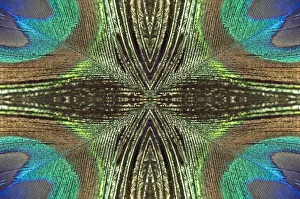 Kaleidoscopic montage of a peacock feather Kaleidoscopic montage of a peacock feather