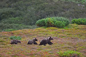Kamchatka brown bear (Ursus arctos) mother and yearling cubs on autumn tundra Kamchatka brown bear (Ursus arctos) mother and yearling cubs on autumn tundra
