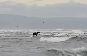 Kamchatka Brown Bear (Ursus arctos beringianus) on the Pacific coast of Kamchatka Kamchatka Brown Bear (Ursus arctos beringianus) on the Pacific coast of Kamchatka