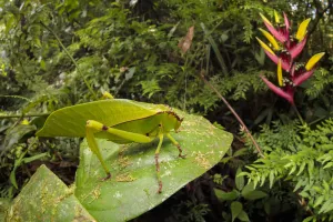 Katydid / Bush Cricket (Tettigoniidae) camouflaged amongst cloud forest understory Katydid / Bush Cricket (Tettigoniidae) camouflaged amongst cloud forest understory
