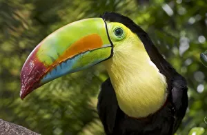 Keel-billed Toucan (Ramphastos sulfuratus) portrait, Captive, found Mexico to Venezuela Keel-billed Toucan (Ramphastos sulfuratus) portrait, Captive, found Mexico to Venezuela
