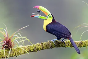Keel-billed toucan (Ramphastos sulfuratus) feeding, tossing fruit seed in beak Keel-billed toucan (Ramphastos sulfuratus) feeding, tossing fruit seed in beak