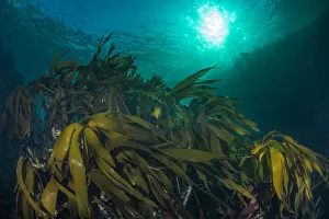 Kelp forest (Laminaria hyperborea) in the clear seas of Scotland, UK, September Kelp forest (Laminaria hyperborea) in the clear seas of Scotland, UK, September