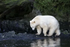Kermode Bear (Ursus americanus kermodei) walking near a salmon stream in the early Kermode Bear (Ursus americanus kermodei) walking near a salmon stream in the early