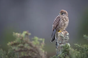 Kestrel (Falco tinnunculus) female perched on fencepost. Captive. Glenfeshie, Scotland