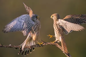 Kestrel (Falco tinnunculus) fighting Hungary, April Kestrel (Falco tinnunculus) fighting Hungary, April