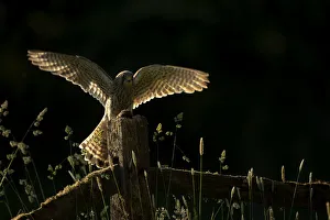 Kestrel (Falco tinnunculus), juvenile, with its prey on fence post in late evening light Kestrel (Falco tinnunculus), juvenile, with its prey on fence post in late evening light