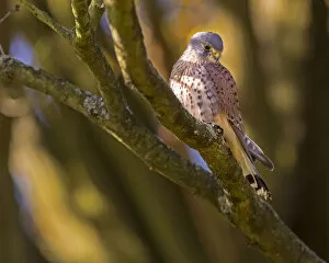 Images Dated 28th October 2014: Kestrel (Falco tinnunculus) male, Hampstead Heath, England, UK