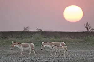 Khur / Asiatic wild ass (Equus hemionus) with foal, walking at sunset Khur / Asiatic wild ass (Equus hemionus) with foal, walking at sunset