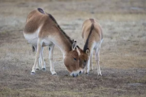 Kiang (Equus kiang) female and foal. Hoh Xil Nature Reserve, Tibetan plateau, Qinghai Kiang (Equus kiang) female and foal. Hoh Xil Nature Reserve, Tibetan plateau, Qinghai