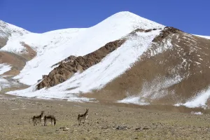 Kiangs (Equus kiang) on grassland near Tso Kar Lake, Chantang Wildlife Sanctuary Kiangs (Equus kiang) on grassland near Tso Kar Lake, Chantang Wildlife Sanctuary