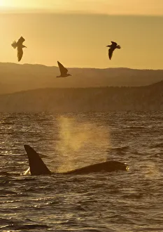 Killer whale / Orca (Orcinus orca) surfacing with three seabirds flying, Tysfjord Killer whale / Orca (Orcinus orca) surfacing with three seabirds flying, Tysfjord