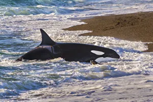 Killer whale / Orca (Orcinus orca) beached whilst hunting Sea lion (Otaria flavescens) close to the shore Killer whale / Orca (Orcinus orca) beached whilst hunting Sea lion (Otaria flavescens) close to the shore