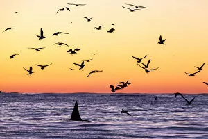 Images Dated 14th January 2016: Killer whale (Orcinus orca) adult male surfacing at dusk surrounded by birds, who