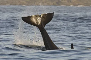 Killer whale (Orcinus orca) tail slapping at sunset, transient race, Vancouver Island Killer whale (Orcinus orca) tail slapping at sunset, transient race, Vancouver Island