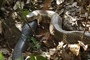 Images Dated 15th April 2008: King cobra (Ophiophagus hannah) cannibalism, male swallowing female on forest floor