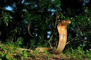 Habitat Gallery: King cobra (Ophiophagus hannah) in strike pose, Malaysia