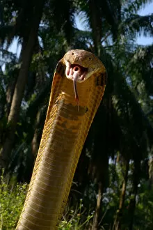 Images Dated 11th March 2014: King cobra (Ophiophagus hannah) in strike pose with mouth open, tongue out and glottis
