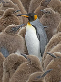 King Penguin Gallery: King Penguin (Aptenodytes patagonicus) adult standing amongst colony of chicks, Gold Harbor