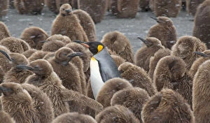 King Penguin Gallery: King Penguin (Aptenodytes patagonicus) adult surrounded by huddled chicks, riding