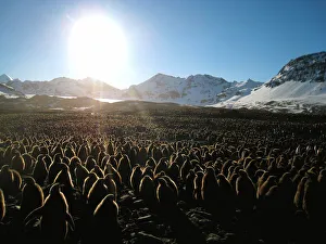 King Penguin Gallery: King penguin (Aptenodytes patagonicus) chicks in mass breeding colony, St Andrews Bay