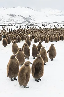 King penguin (Aptenodytes patagonicus) chicks gathered in a creche, Fortuna Bay King penguin (Aptenodytes patagonicus) chicks gathered in a creche, Fortuna Bay